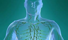 Le système lymphatique et processus de détoxification.